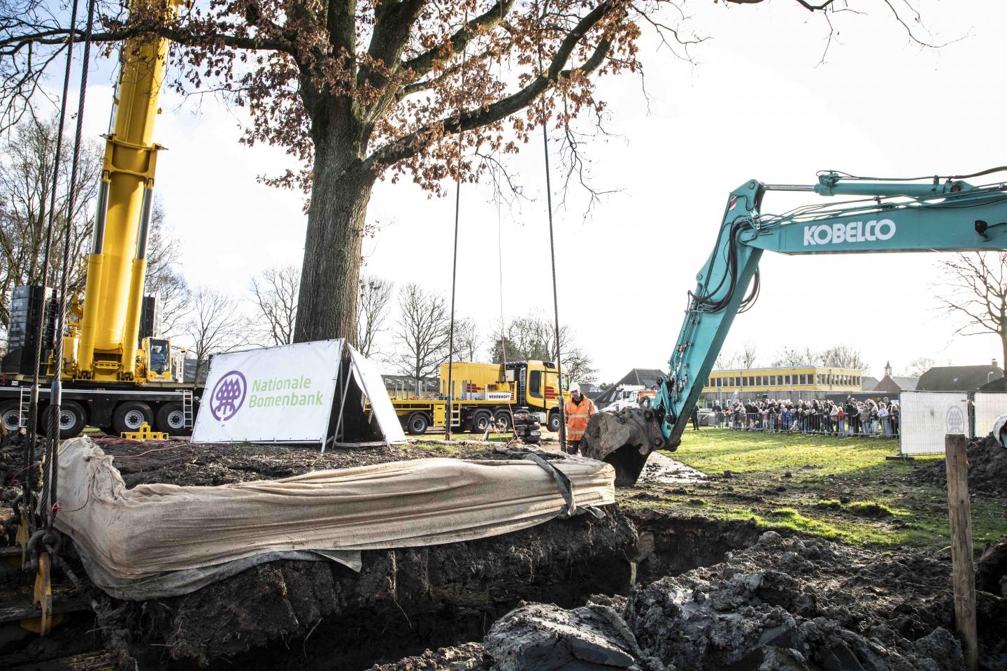 Verplaatsen monumentale eikenboom