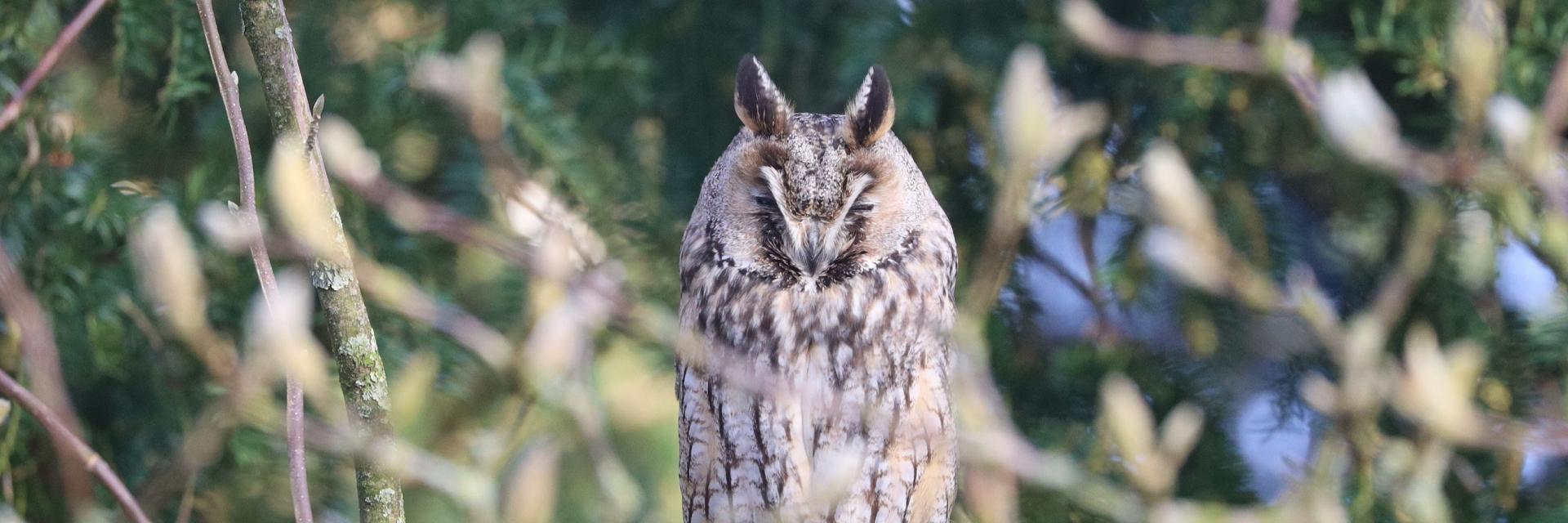 Ransuil Foto Jantien Vogel