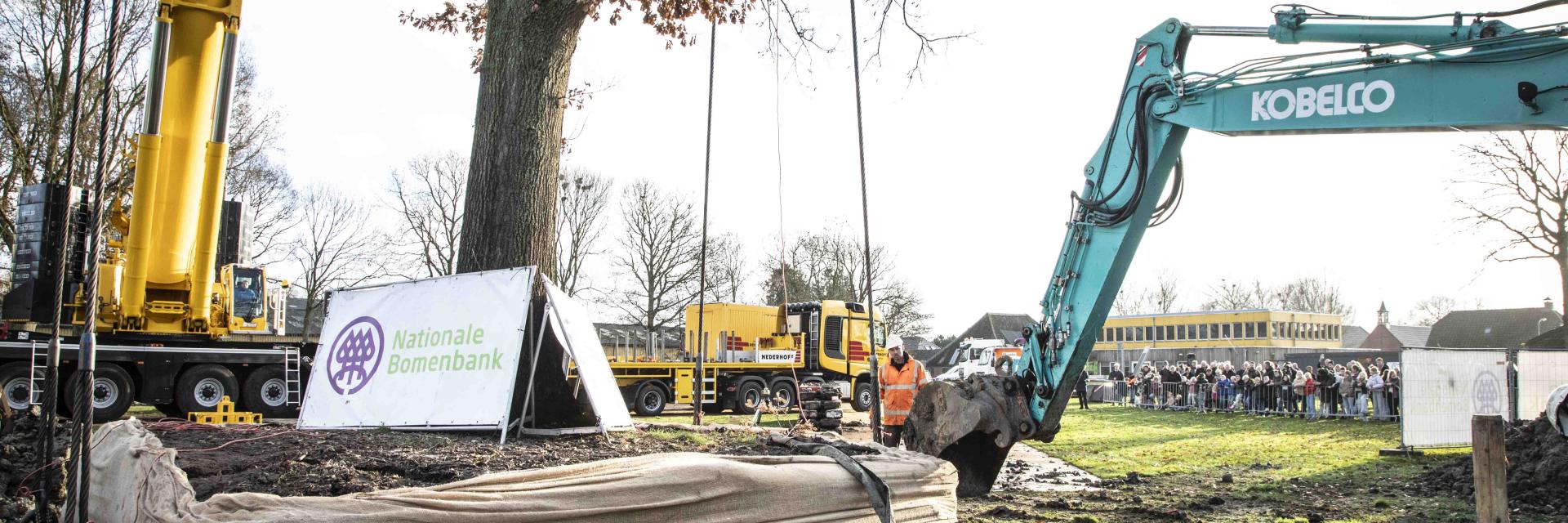 Verplaatsen monumentale eikenboom