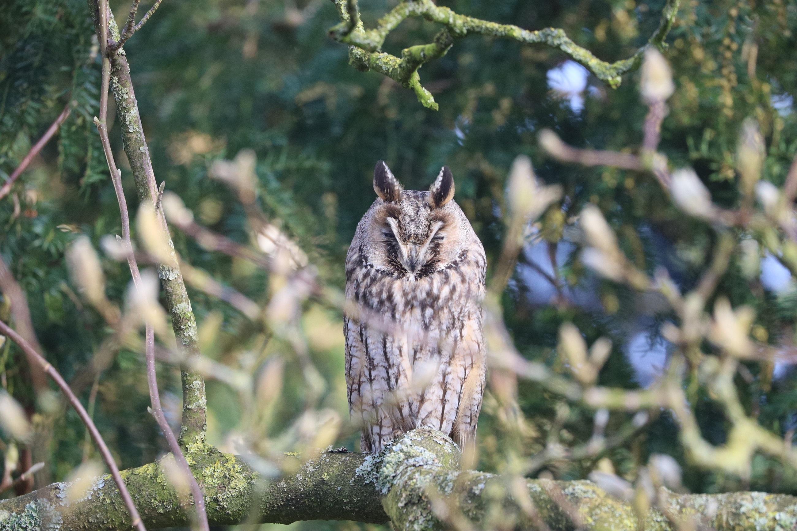 Ransuil Foto Jantien Vogel